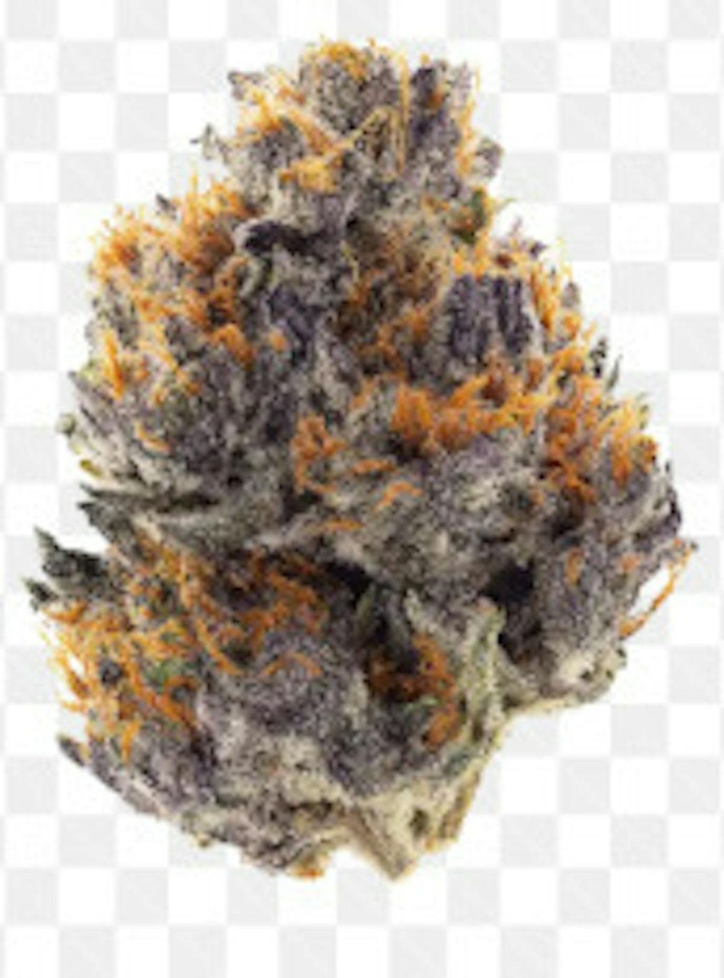 Purple cannabis flower