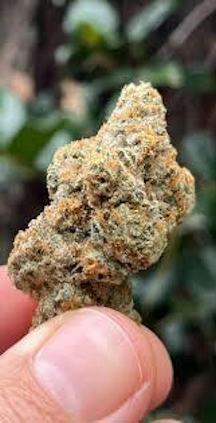 Cannabis bud held up to the light